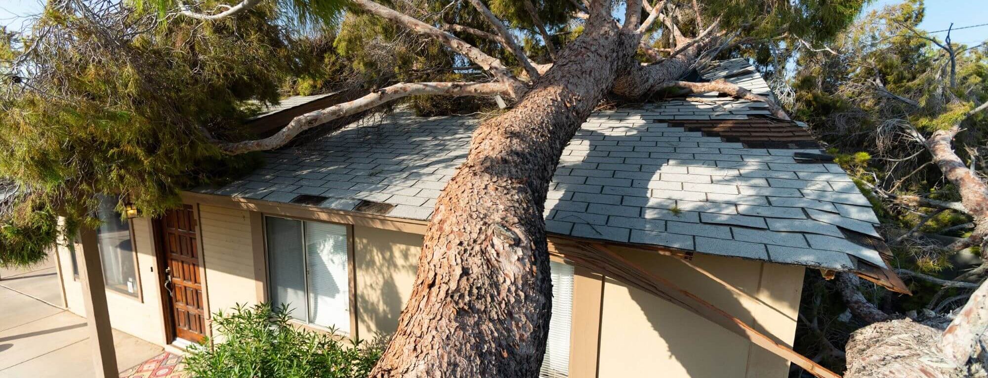 House damaged by falling tree